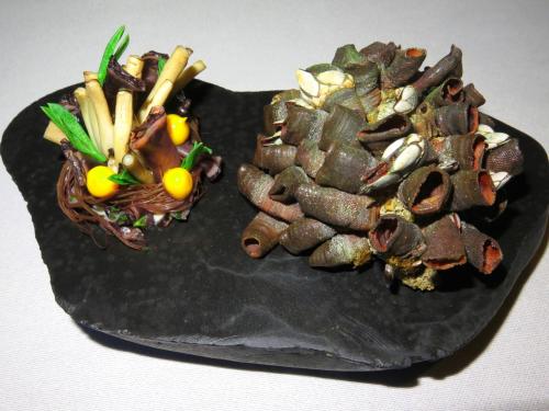 Habitat dos percebes