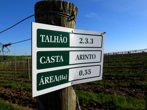 Arinto Arinto