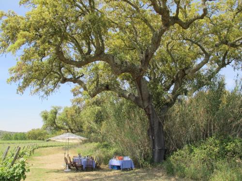 pic-nic