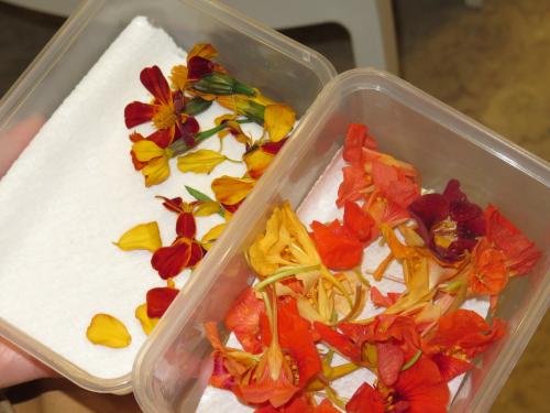 Flores da Herdade do Espor&atilde;o