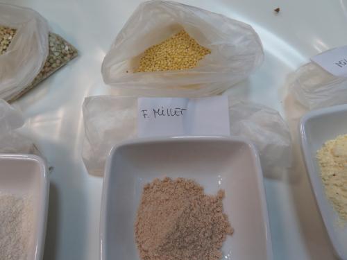 Millet ou Milho-Painço, um outro cereal há muito trabalhado por Ana Paula Moreira Millet ou Milho-Painço, um outro cereal há muito trabalhado por Ana Paula Moreira
