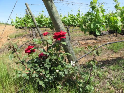 roseiras... nas vinhas