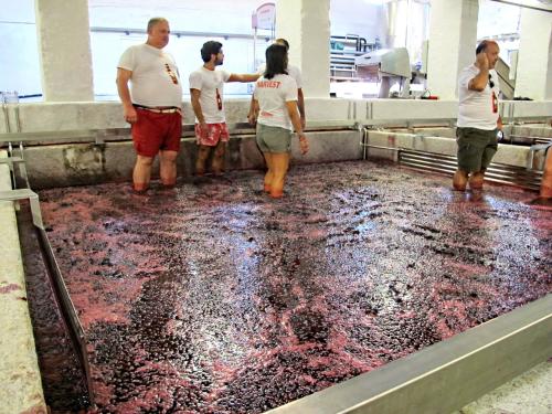Uvas da casta Sous&atilde;o... colhidas na pr&oacute;pria manh&atilde;