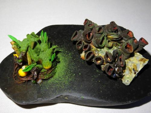 Habitat dos percebes