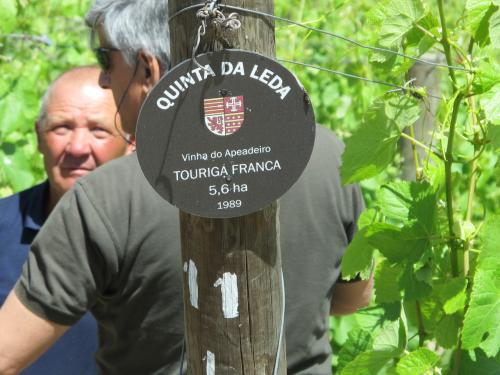 Quinta da Leda, Vinha do Apeadeiro Quinta da Leda, Vinha do Apeadeiro