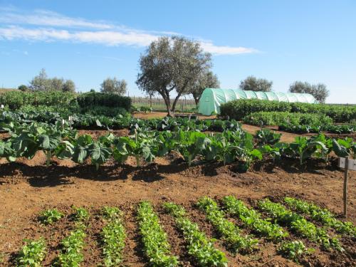 horta biológica horta biológica