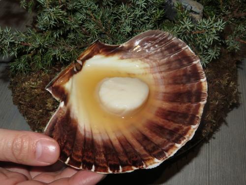 Scallop “i skalet ur elden” cooked over burning juniper branches Scallop “i skalet ur elden” cooked over burning juniper branches