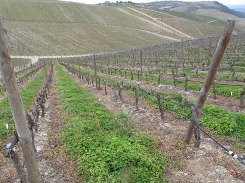 Quinta de Cidrô Quinta de Cidrô