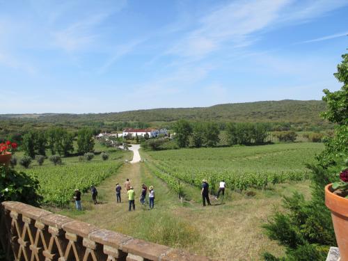 pelas vinhas