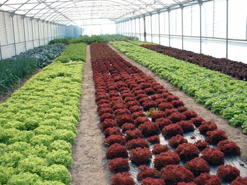 Quinta da Inova de Agricultura Biológica