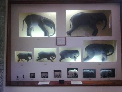 museo-de-historia-natural-maputo.jpg museo-de-historia-natural-maputo.jpg