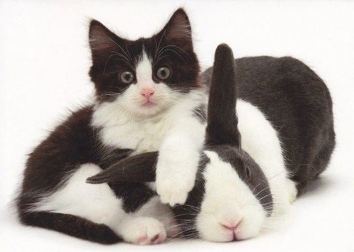 gato-e-lebre.jpg gato-e-lebre.jpg