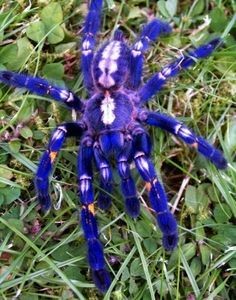 Aranha ornamental do Sri Lanka.jpg