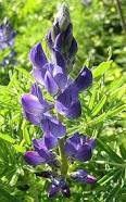 MM-lupinus angustifolius.png