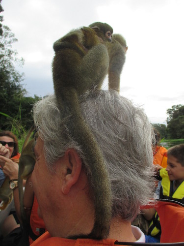 Macaquinhos no sótão 2.JPG Macaquinhos no sótão 2.JPG