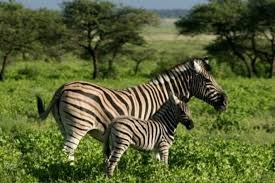 Zebras.jpg Zebras.jpg