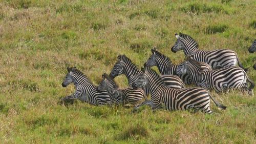 Gorongosa-zebras.jpg Gorongosa-zebras.jpg