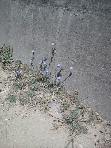 HSF-Primavera em flor.jpg HSF-Primavera em flor.jpg
