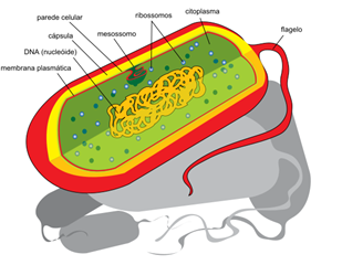 FGA-procariontes.png