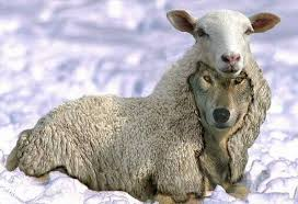 Lobo e ovelhas.png Lobo e ovelhas.png