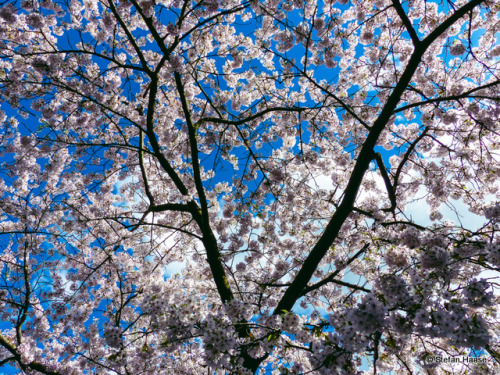 primavera és tu?