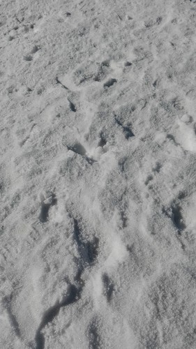 IMG_20170122_114125.jpg IMG_20170122_114125.jpg