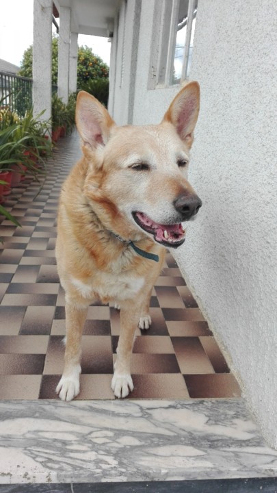 meu cão de guarda