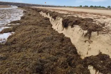 Acumulação invulgar de algas na Costa Alentejana