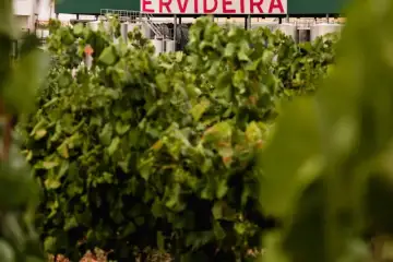 Programa de Sustentabilidade dos Vinhos do Alentejo já tem 30 produtores certificados