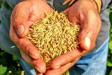 Aumento dos custos de produção e baixa remuneração ameaça produção de arroz