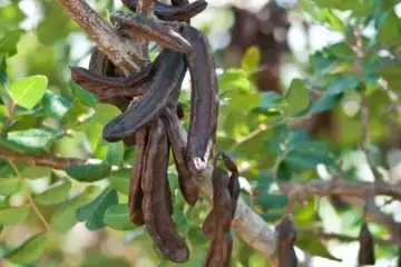 “Aplicabilidade da cultura da alfarrobeira na sustentabilidade da agricultura no Alentejo”