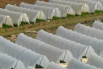 Fileira da horticultura de Odemira quer criar alojamento para 2.000 imigrantes
