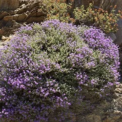 Tomilho cabeçudo- thymbra capitata