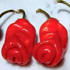 Piripiri pénis vermelho Peter pepper