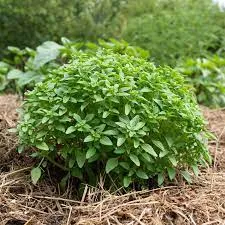 Tulsi Kali,