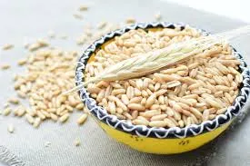Aveia - avena sativa