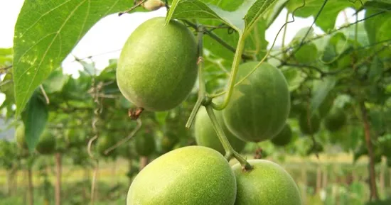 Fruto-do-Monge -Siraitia grosvenorii