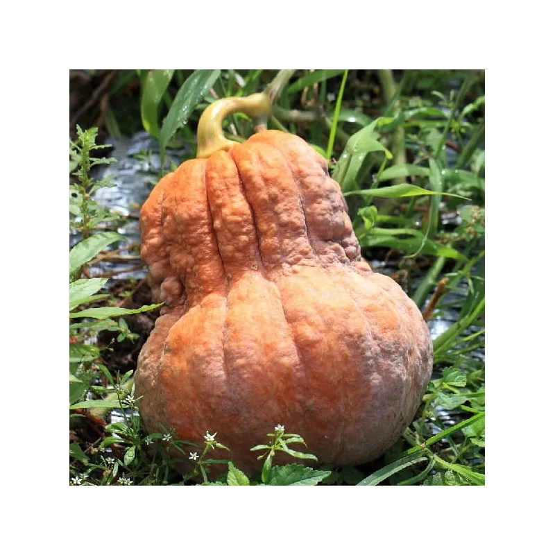 Abobora japonesa shishigatani