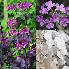 Planta das moedas -Lunaria annua