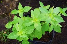 Manjericão limão – ocymum basilicum “lemon”