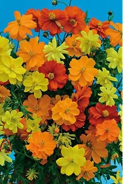 Cosmos sulphureus