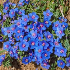 Morrião azul-Anagallis monelli