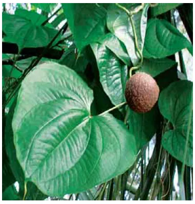Cará-moela – Dioscorea bulbifera