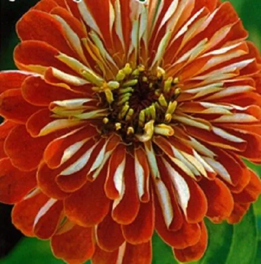 zinnia elegans Gigante