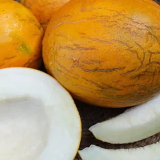 Meloa Kazakh - cucumis melo