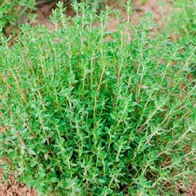 Tomilho – thymus vulgaris