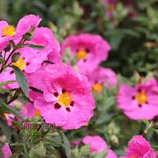 Roselha- Cistus albidus