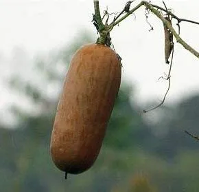 Cruá Chocolate – sicana odorifera