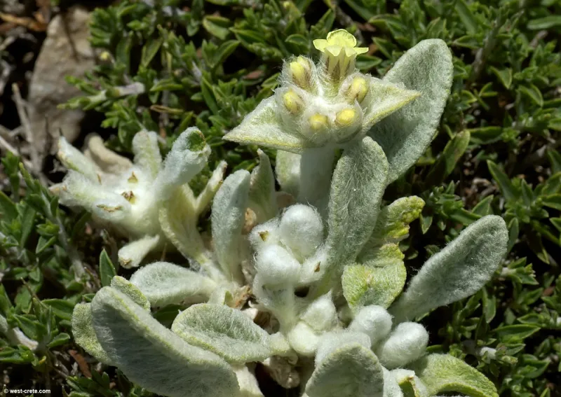 Chá de Creta- sideritis syriaca