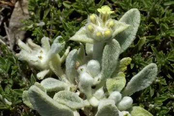 Chá de Creta- sideritis syriaca